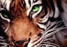 Tiger Martial Arts Levittown NY company logo