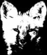 Hidden Fox Farm company logo