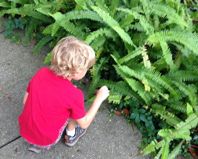 a child picking a plant