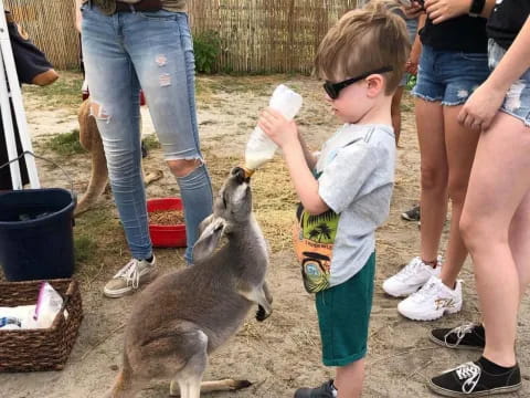 a child feeding a kangaroo