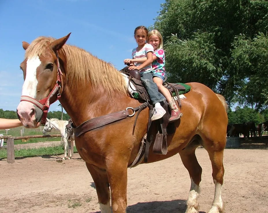 a group of children riding a horse