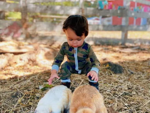 a young boy feeding rabbits