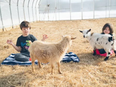 a couple of kids and some goats