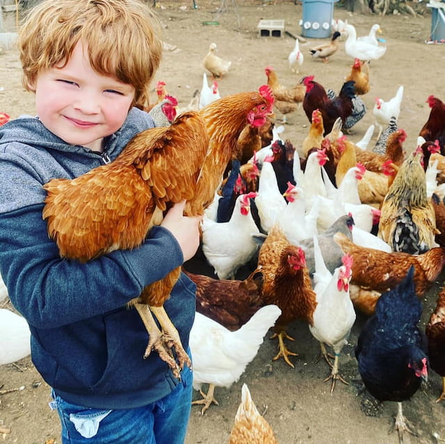 a boy holding a chicken