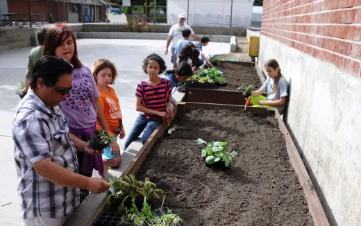 a group of people planting plants