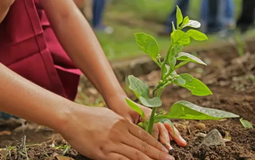 a person holding a plant