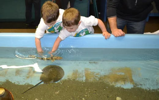 a couple of kids looking at a fish in a pool