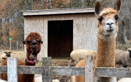 a group of llamas in a fenced in area