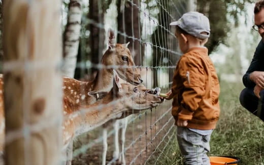 a boy feeding a giraffe