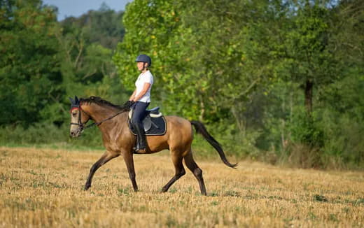 a person riding a horse