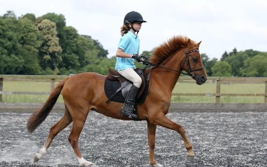 a person riding a horse