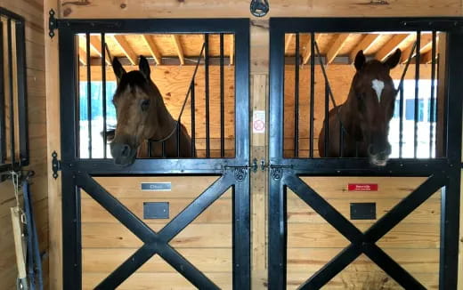 horses in a stable